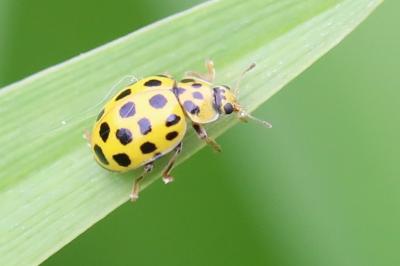 <i>Psyllobora vigintiduopunctata</i>