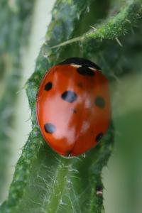 <i>Coccinella septempunctata</i>