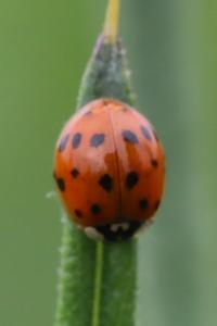 <i>Harmonia axyridis</i>