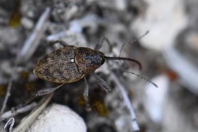 <i>Curculio glandium</i>