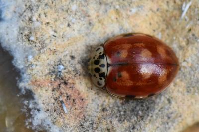 Harmonia quadripunctata