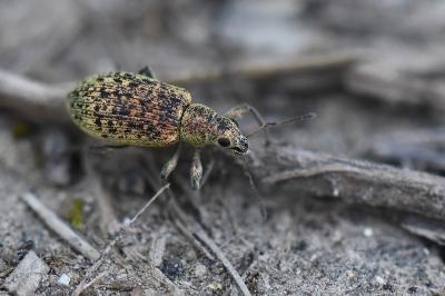 <i>Polydrusus cervinus</i>
