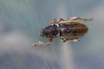 <i>Polydrusus marginatus</i>