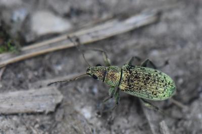 <i>Polydrusus cervinus</i>