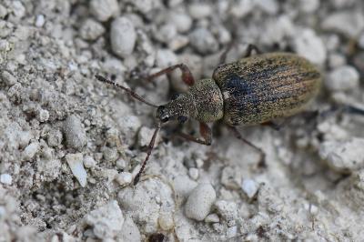 Phyllobius pyri