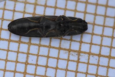 <i>Nothodes parvulus</i>