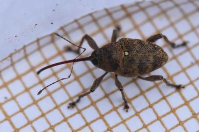 <i>Curculio glandium</i>
