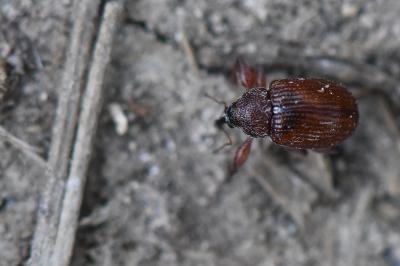 <i>Anthonomus phyllocola</i>
