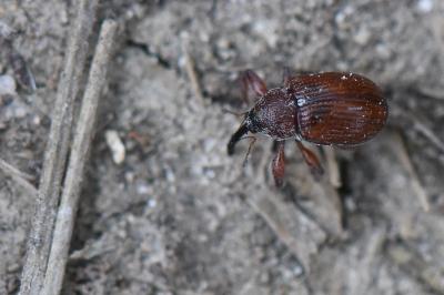 <i>Anthonomus phyllocola</i>