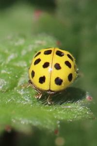<i>Psyllobora vigintiduopunctata</i>