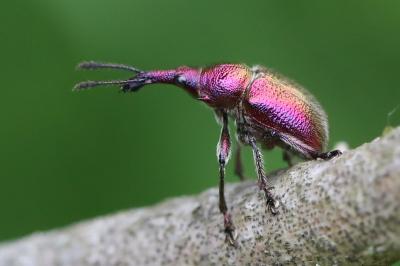 <i>Rhynchites auratus</i>