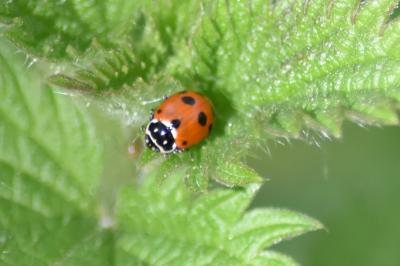 <i>Hippodamia variegata</i>