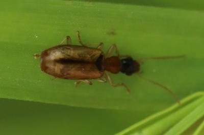 <i>Demetrias atricapillus</i>