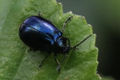 <i>Agelastica alni</i>