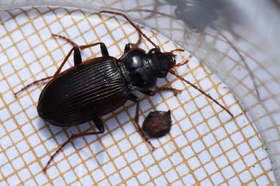 <i>Nebria brevicollis</i>