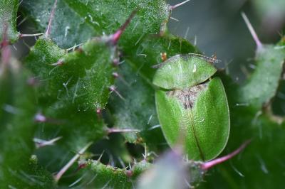 <i>Cassida viridis</i>