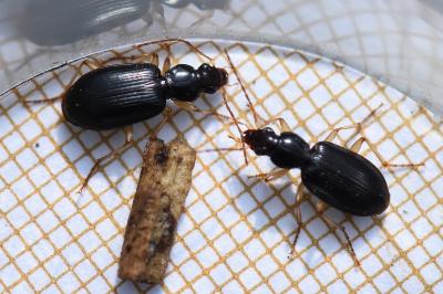 <i>Paranchus albipes</i>