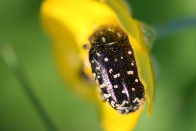 Cétoine funeste