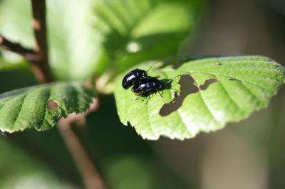 <i>Agelastica alni</i>
