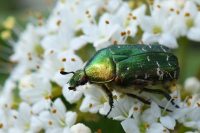 <i>Cetonia aurata</i>