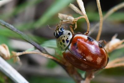<i>Harmonia quadripunctata</i>
