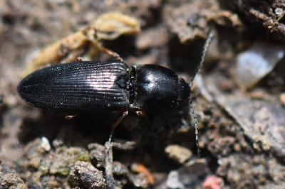 Cardiophorus rufipes