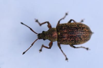 <i>Phyllobius pyri</i>