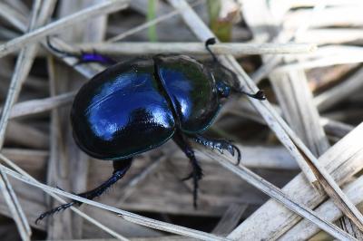 <i>Trypocopris pyrenaeus</i>
