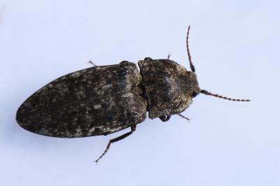 <i>Agrypnus murinus</i>