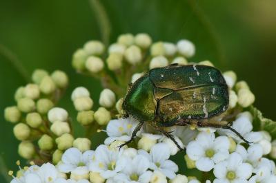 <i>Cetonia aurata</i>