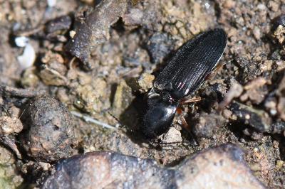 <i>Cardiophorus rufipes</i>