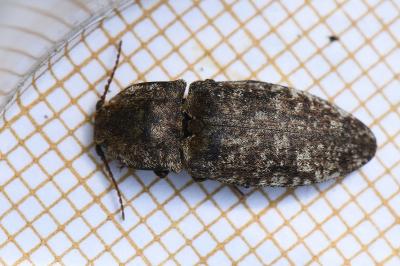 <i>Agrypnus murinus</i>