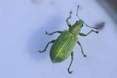 <i>Polydrusus planifrons</i>