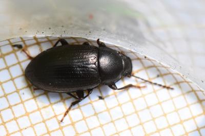 <i>Nalassus laevioctostriatus</i>