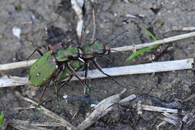 <i>Cicindela campestris</i>