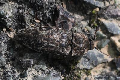 <i>Agrypnus murinus</i>