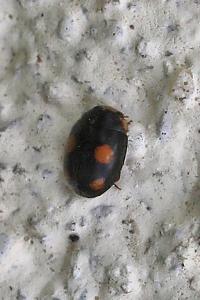 <i>Platynaspis luteorubra</i>