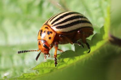 <i>Leptinotarsa decemlineata</i>
