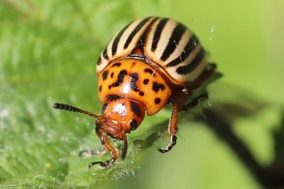<i>Leptinotarsa decemlineata</i>