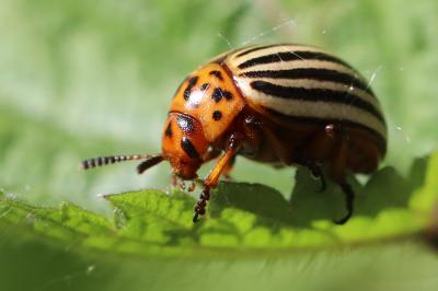 <i>Leptinotarsa decemlineata</i>