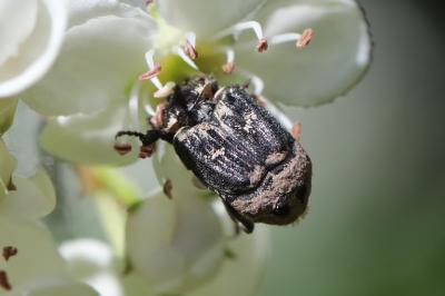 <i>Valgus hemipterus</i>