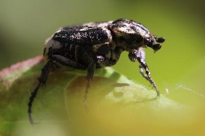 <i>Valgus hemipterus</i>