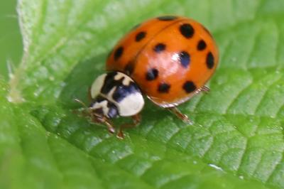 <i>Harmonia axyridis</i>