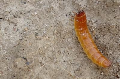 <i>Agriotes lineatus</i>