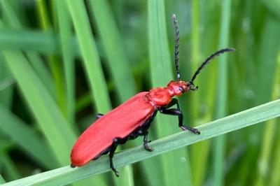 <i>Pyrochroa serraticornis</i>