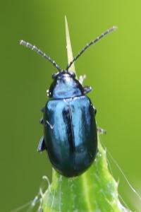 <i>Agelastica alni</i>