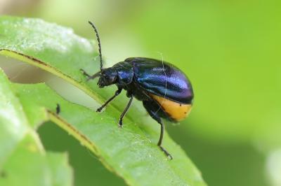 <i>Agelastica alni</i>
