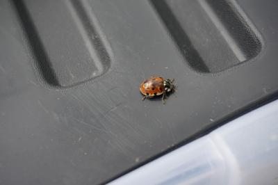 <i>Anatis ocellata</i>
