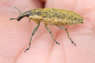 <i>Lixus myagri</i>