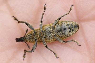 <i>Lixus myagri</i>